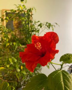Rote Blume im Winter